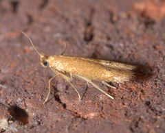 Tischeria quercitella P1100848b by 
xpda. Used under a CC BY-SA 4.0 license.