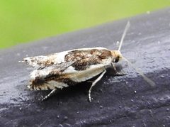 Ancylis discigerana by iNaturalist user: joannerusso. Used under a CC BY-SA 4.0 license.