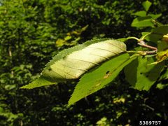 Ancylis discigerana damage by Ronald S. Kelley, Vermont Department of Forests, Parks and Recreation, Bugwood.org. Used under a CC BY 3.0 us license.