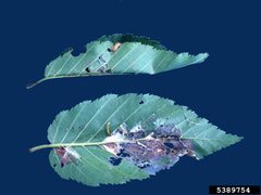 Ancylis discigerana damage1 by Ronald S. Kelley. Used under a CC BY 3.0 license.