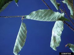 Ancylis discigerana damage2 by Ronald S. Kelley. Used under a CC BY 3.0 license.