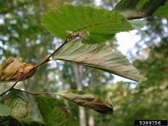 Ancylis discigerana damage3 by Ronald S. Kelley. Used under a CC BY 3.0 license.