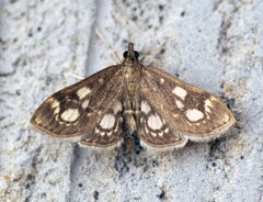 Anania stachydalis - Flickr - Bennyboymothman by Ben Sale from UK. Used under a CC BY 2.0 license.