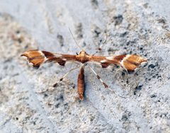 Cnaemidophorus rhododactyla - Flickr - Bennyboymothman by Ben Sale from UK. Used under a CC BY 2.0 license.