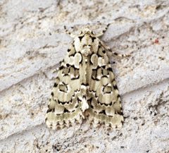 Cryphia muralis - Flickr - Bennyboymothman by Ben Sale from UK. Used under a CC BY 2.0 license.