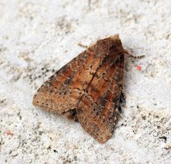 Parastichtis suspecta - Flickr - Bennyboymothman by Ben Sale from UK. Used under a CC BY 2.0 license.