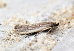 Phycitodes maritima - Flickr - Bennyboymothman by Ben Sale from UK. Used under a CC BY 2.0 license.