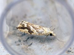 Thiodia citrana - Flickr - Bennyboymothman by Ben Sale from UK. Used under a CC BY 2.0 license.