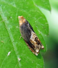 Ancylis muricana by Jacy Lucier. Used under a CC BY-SA 4.0 license.