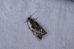 Ancylis nubeculana by Garrett Taylor. Used under a CC BY 4.0 license.