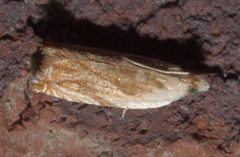 Ancylis platanana P1110559a by 
xpda. Used under a CC BY-SA 4.0 license.