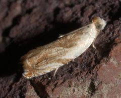 Ancylis platanana P1110604b by 
xpda. Used under a CC BY-SA 4.0 license.