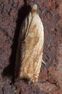 Ancylis platanana P1110605b by 
xpda. Used under a CC BY-SA 4.0 license.