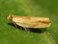 Orange Tortricid Moth - Flickr - treegrow by Katja Schulz from Washington, D. C., USA. Used under a CC BY 2.0 license.