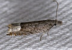 Ancylis tineana by
This image is created by user Bernard Fransen at Waarneming.nl, a source of nature observations in the Netherlands.
. Used under a CC BY 3.0 license.