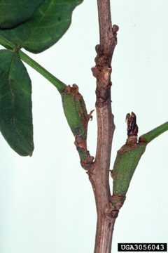 Hystricophora taleana damage by James Solomon. Used under a CC BY 3.0 us license.