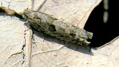 Catastega aceriella by Jacy Lucier. Used under a CC BY-SA 4.0 license.
