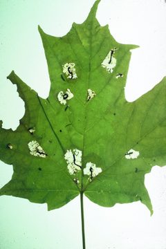 Catastega aceriella damage by E. Bradford Walker. Used under a CC BY 3.0 us license.