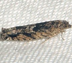 Chimoptesis gerulae by Andy Reago & Chrissy McClarren. Used under a CC BY 2.0 license.