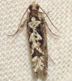 Chimoptesis pennsylvaniana by Andy Reago &amp; Chrissy McClarren. Used under a CC BY 2.0 license.