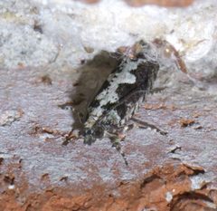 Chimoptesis pennsylvaniana P1570723a by 
xpda. Used under a CC BY-SA 4.0 license.