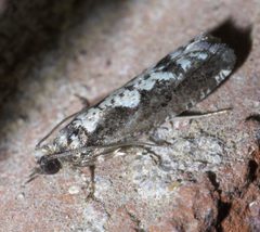 Chimoptesis pennsylvaniana P1570734a by 
xpda. Used under a CC BY-SA 4.0 license.