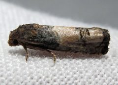 Epiblema desertana by Jacy Lucier. Used under a CC BY-SA 4.0 license.