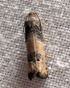 Epiblema desertana 1 by Jacy Lucier. Used under a CC BY-SA 4.0 license.
