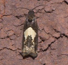 Epiblema otiosana P1190858a by 
xpda. Used under a CC BY-SA 4.0 license.