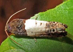 Epiblema scudderiana by Jacy Lucier. Used under a CC BY-SA 4.0 license.