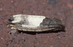 Epiblema scudderiana P1100875a by
xpda. Used under a CC BY-SA 4.0 license.