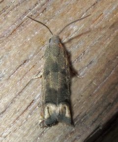 Epiblema strenuana by Jacy Lucier. Used under a CC BY-SA 4.0 license.