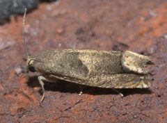 Epiblema strenuana P1120857a by 
xpda. Used under a CC BY-SA 4.0 license.