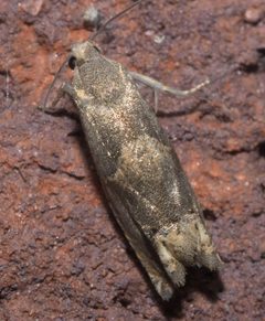 Epiblema strenuana P1120858a by 
xpda. Used under a CC BY-SA 4.0 license.