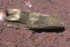 Epiblema strenuana P1210055b by 
xpda. Used under a CC BY-SA 4.0 license.