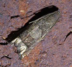 Epiblema strenuana P1650970a by 
xpda. Used under a CC BY-SA 4.0 license.