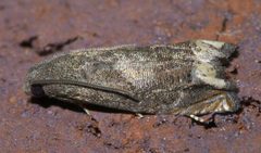 Epiblema strenuana P1650971a by 
xpda. Used under a CC BY-SA 4.0 license.