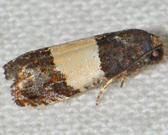 Epiblema tripartitana by Andy Reago & Chrissy McClarren. Used under a CC BY 2.0 license.