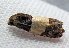 Epiblema tripartitana 1 by Jacy Lucier. Used under a CC BY-SA 4.0 license.