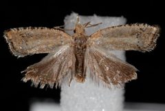 Epinotia tsugana by Jeremy deWaard, University of British Columbia. Used under a CC BY 3.0 license.