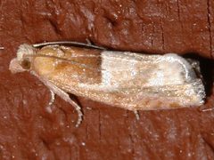 Epinotia johnsonana 01 by CBG Photography Group, Centre for Biodiversity Genomics. Used under a CC0 license.