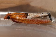 Epinotia johnsonana 02 by CBG Photography Group, Centre for Biodiversity Genomics. Used under a CC0 license.