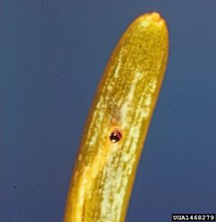 Epinotia meritana by USDA Forest Service - Ogden Archive, USDA Forest Service, United States. Used under a CC BY-SA 3.0 license.