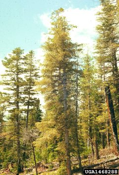 Epinotia meritana damage by USDA Forest Service - Ogden Archive, USDA Forest Service, United States. Used under a CC BY-SA 3.0 license.