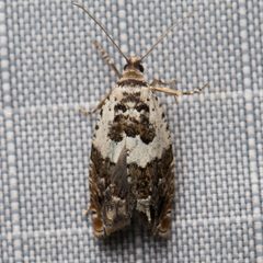 Epinotia nigralbana by Ken-ichi Ueda. Used under a CC BY 4.0 license.
