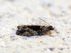 Epinotia nisella - Flickr - Bennyboymothman by Ben Sale from UK. Used under a CC BY 2.0 license.