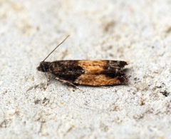 Epinotia nisella f.decorana - Flickr - Bennyboymothman by Ben Sale from UK. Used under a CC BY 2.0 license.
