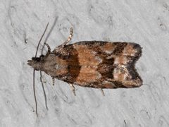 Epinotia radicana adult by David McCorquodale. Used under a CC BY 4.0 license.