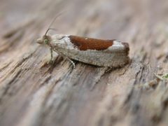 Epinotia solandriana by Donald Hobern from Canberra, Australia. Used under a CC BY 2.0 license.