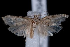 Epinotia subviridis by Jeremy deWaard, University of British Columbia. Used under a CC BY 3.0 license.
